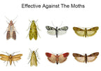 Lot de 6 Pièges Autocollants Anti-Mites Pour Vêtements