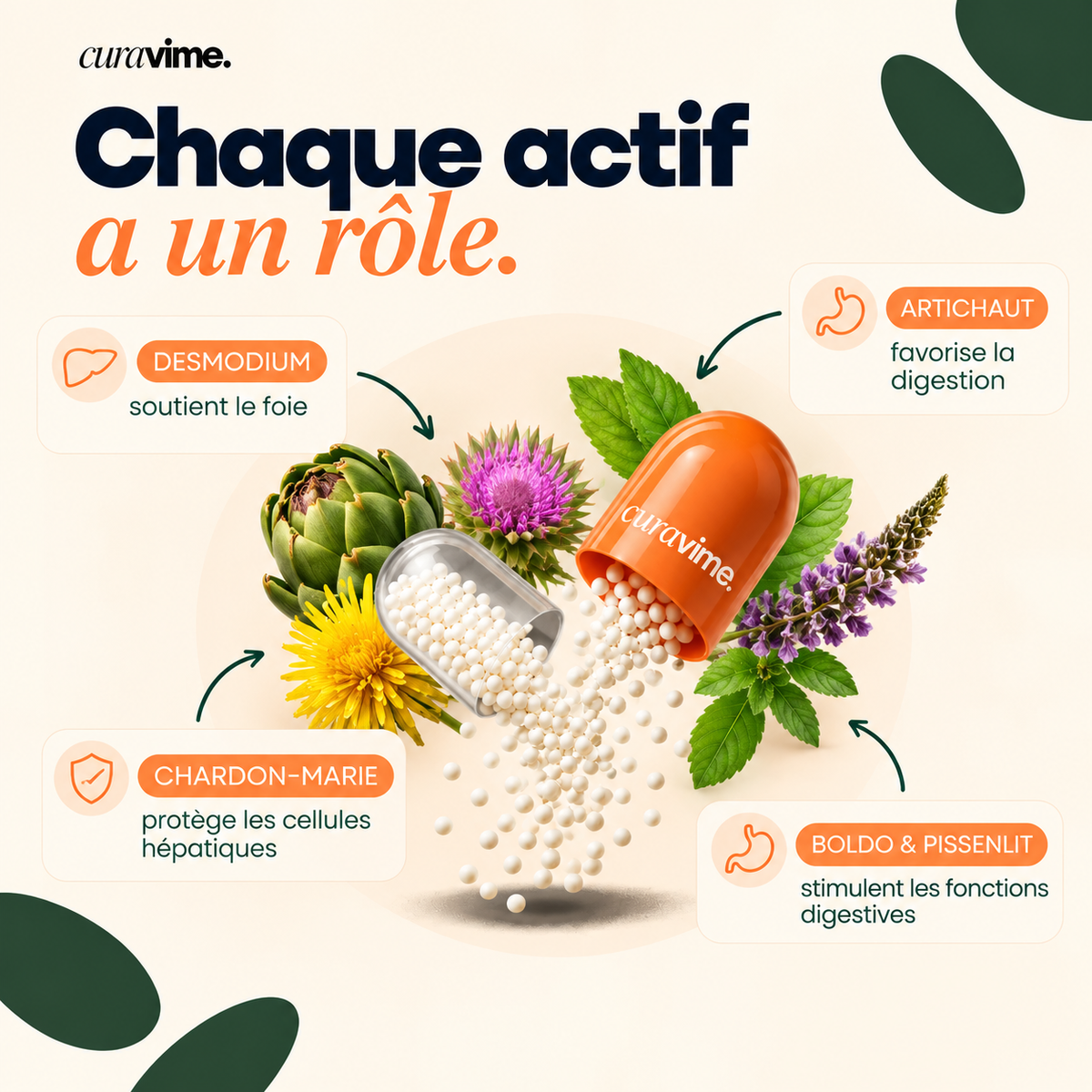 EQUILIA  - Équilibre intérieur & Digestion légère