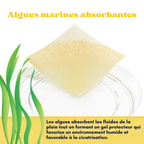 Lot de 10 pansements alginate de calcium miel