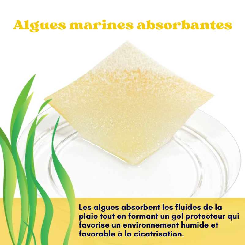 Lot de 10 pansements alginate de calcium miel